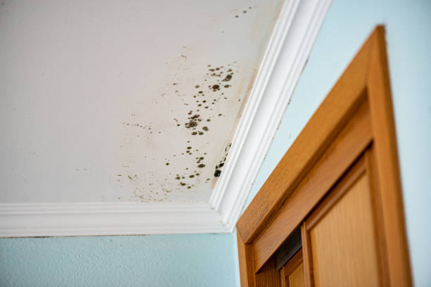 Best Toxic Mold Removal  in Kansas City, KS