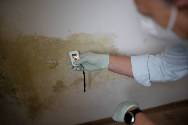 Professional Mold Removal in Kansas City, KS