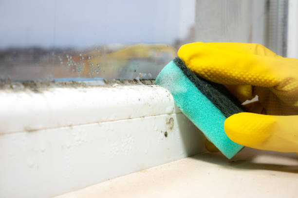 Best Home Mold Removal  in Kansas City, KS