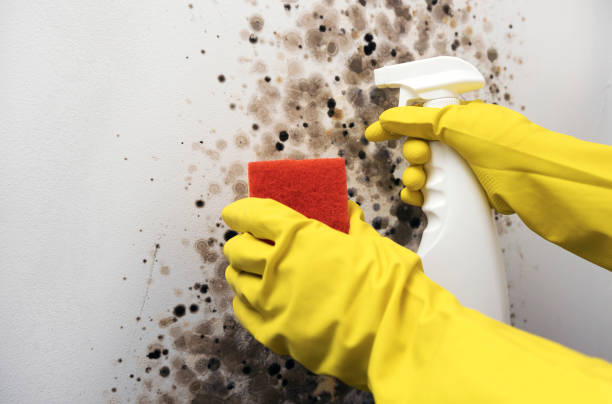 Best Crawl Space Mold Removal  in Kansas City, KS