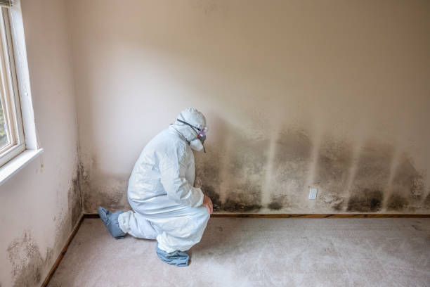Best Mold Removal Company Near Me  in Kansas City, KS