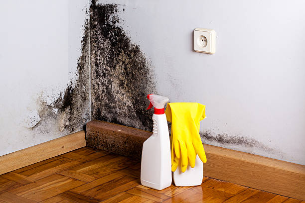 Best Mold Cleaning Services  in Kansas City, KS