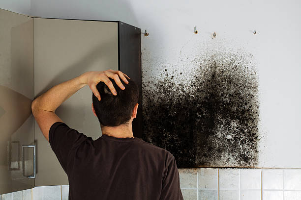 Best Mold Damage Repair  in Kansas City, KS