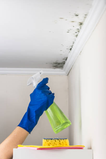 Best Black Mold Removal  in Kansas City, KS